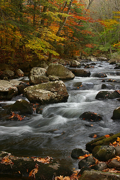 Stony Brook Harriman O'Malley P
